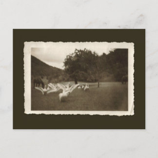ヴィンテージの郵便はがき-ガチョウおよび馬 ポストカード