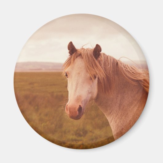 ヴィンテージの野生馬 マグネット (正面)