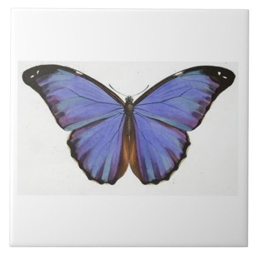 ヴィンテージの青い蝶タイル タイル (正面)