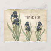 ヴィンテージの青ひげアイリスありがとう ポストカード (正面)
