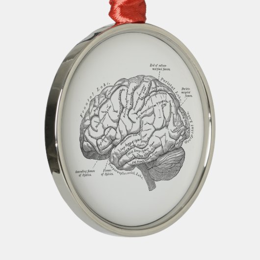 ヴィンテージの頭脳の解剖学 メタルオーナメント (右)