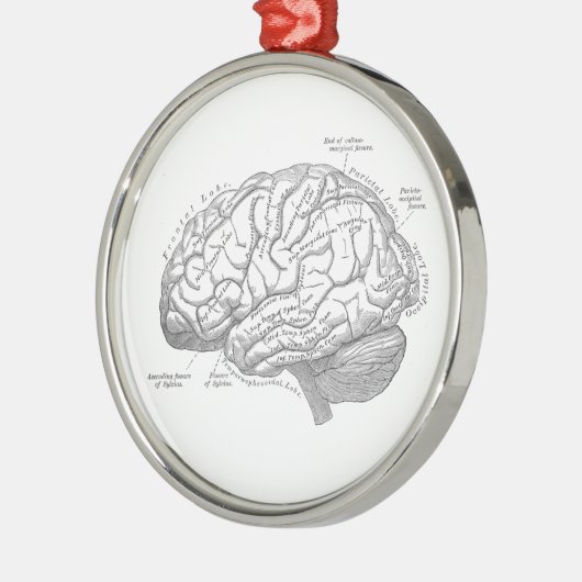 ヴィンテージの頭脳の解剖学 メタルオーナメント (左)