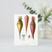 ヴィンテージの食糧イラストレーションのフランスのな国のにんじん ポストカード (スタンド正面)