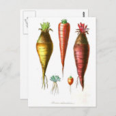 ヴィンテージの食糧イラストレーションのフランスのな国のにんじん ポストカード (正面/裏面)