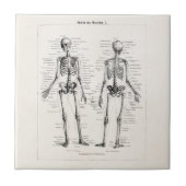 ヴィンテージの骨組人間の解剖学の骨はスカルの骨を抜きます タイル (正面)