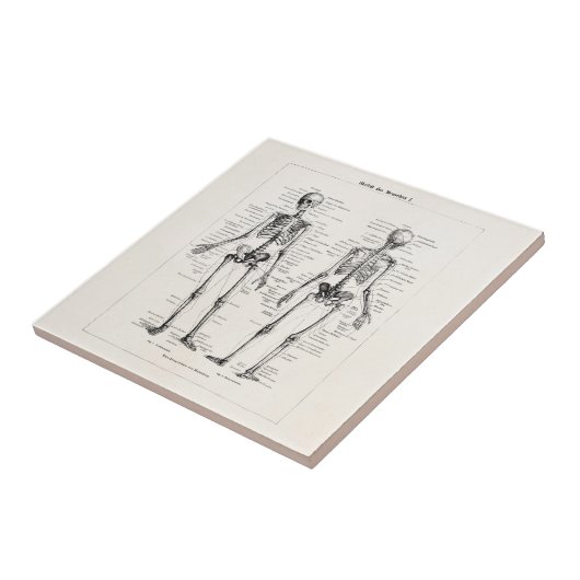 ヴィンテージの骨組人間の解剖学の骨はスカルの骨を抜きます タイル (側面)