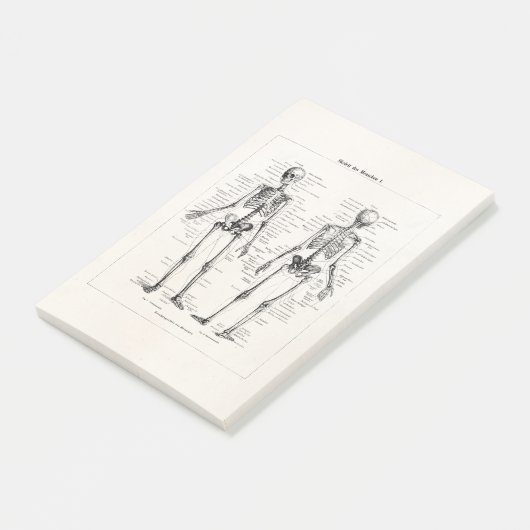 ヴィンテージの骨組人間の解剖学の骨はスカルの骨を抜きます ポストイット (アングル)