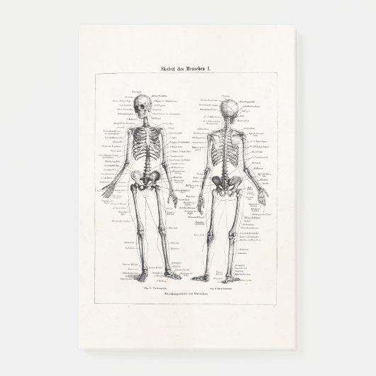 ヴィンテージの骨組人間の解剖学の骨はスカルの骨を抜きます ポストイット (正面)