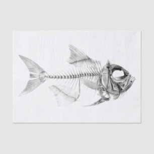 ヴィンテージの魚の骨組エッチング 薄葉紙