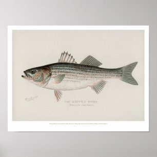 ヴィンテージの魚-シマスズキ ポスター