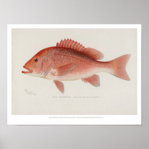 ヴィンテージの魚-バラフエダイ ポスター