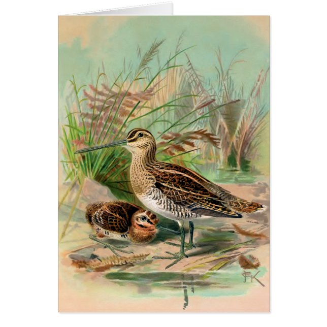 ヴィンテージの鳥のイラストレーションをタシギ (正面)