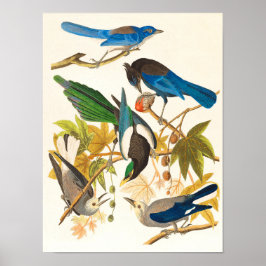 ヴィンテージの鳥のプリント ポスター