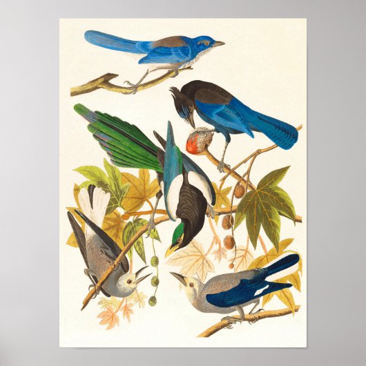 ヴィンテージの鳥のプリント ポスター (正面)