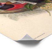 ヴィンテージの鳥 ポスター (角)