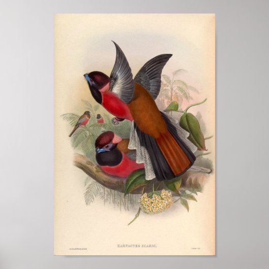 ヴィンテージの鳥 ポスター (正面)