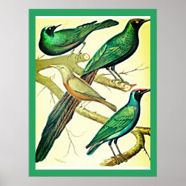 ヴィンテージの鳴き鳥とミナの鳥 ポスター