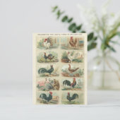 ヴィンテージの鶏 -- 装飾用の家禽の郵便はがき ポストカード (スタンド正面)