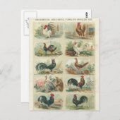 ヴィンテージの鶏 -- 装飾用の家禽の郵便はがき ポストカード (正面/裏面)