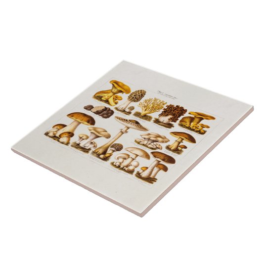 ヴィンテージの19世紀のきのこの変化のきのこのテンプレート タイル (側面)