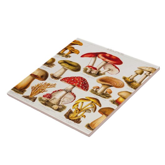 ヴィンテージの19世紀のきのこの変化のテンプレート タイル (側面)