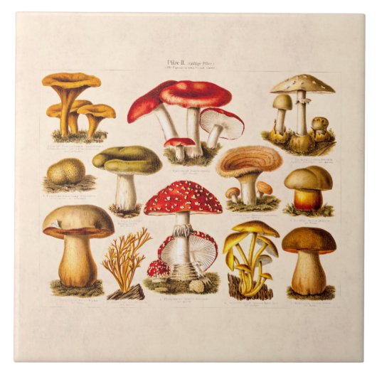 ヴィンテージの19世紀のきのこの変化の赤のきのこ タイル (正面)