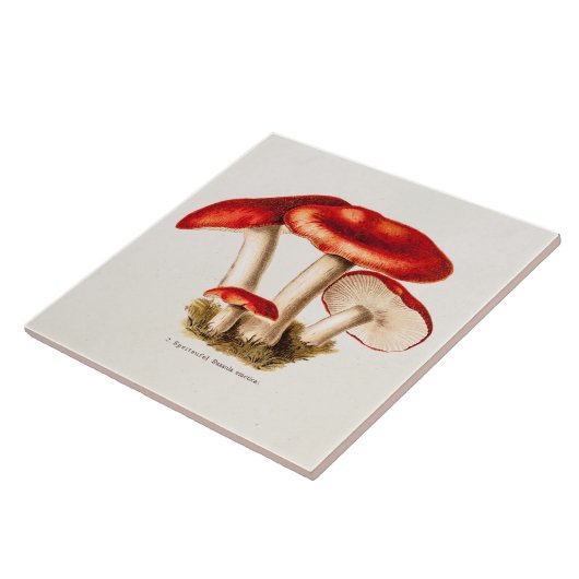 ヴィンテージの19世紀のきのこの赤のきのこのテンプレート タイル (側面)
