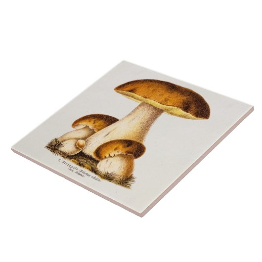 ヴィンテージの19世紀のきのこの食用のきのこのテンプレート タイル (側面)