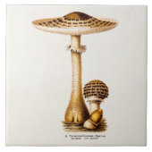 ヴィンテージの19世紀のきのこのAgricusのきのこのテンプレート タイル (正面)