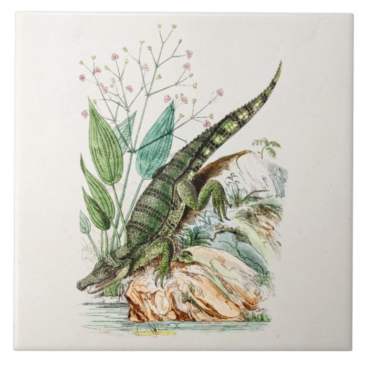 ヴィンテージの19世紀のわにワニのイラストレーション タイル (正面)