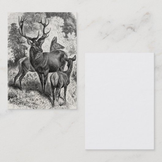 ヴィンテージの19世紀のアカシカのイラストレーションの雄鹿の雌ジカの子鹿 名刺 (正面/裏面)