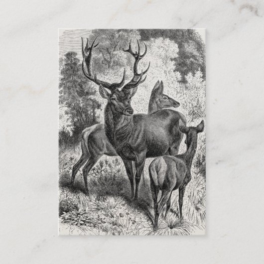 ヴィンテージの19世紀のアカシカのイラストレーションの雄鹿の雌ジカの子鹿 名刺 (正面)