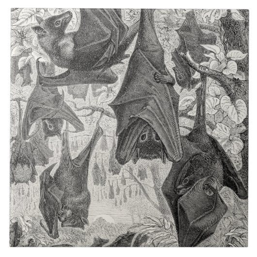 ヴィンテージの19世紀のオオコウモリのこうもりのレトロのテンプレートは打ちます タイル (正面)