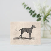 ヴィンテージの19世紀のグレイハウンド犬のイラストレーション-犬 ポストカード (スタンド正面)