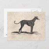 ヴィンテージの19世紀のグレイハウンド犬のイラストレーション-犬 ポストカード (正面/裏面)