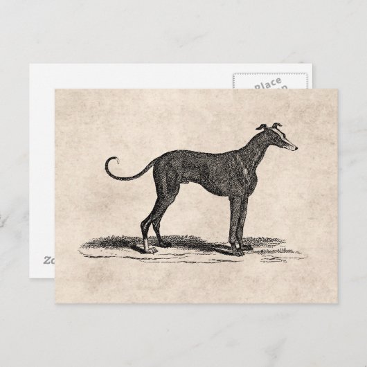 ヴィンテージの19世紀のグレイハウンド犬のイラストレーション-犬 ポストカード (正面/裏面)