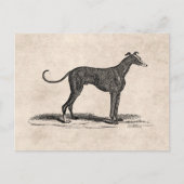 ヴィンテージの19世紀のグレイハウンド犬のイラストレーション-犬 ポストカード (正面)