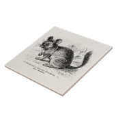 ヴィンテージの19世紀のチンチラのチンチラのイラストレーション タイル (側面)