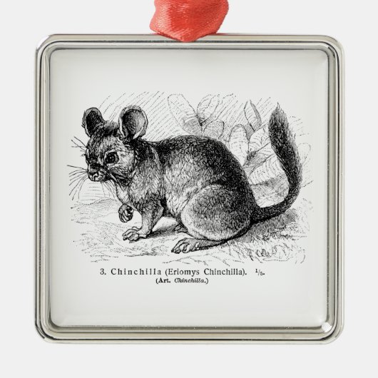 ヴィンテージの19世紀のチンチラのチンチラのイラストレーション メタルオーナメント (正面)