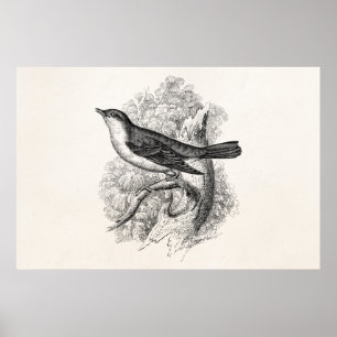 ヴィンテージの19世紀のナイチンゲールの鳥のイラストレーションの鳥 ポスター