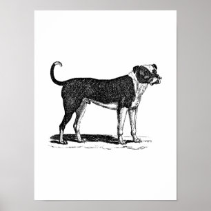 ヴィンテージの19世紀のブルドッグ犬のイラストレーション-犬 ポスター