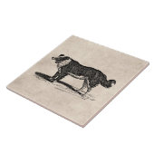 ヴィンテージの19世紀のボーダーコリー犬のイラストレーション タイル (側面)