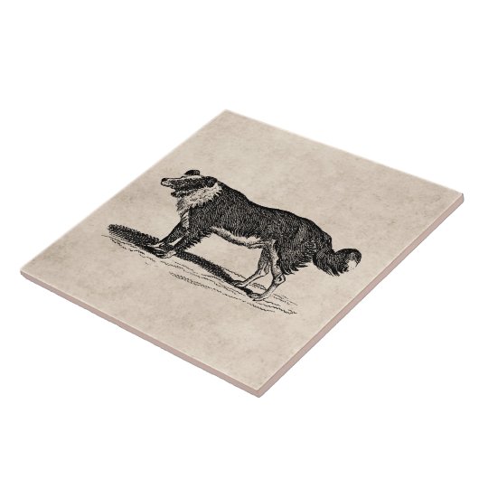 ヴィンテージの19世紀のボーダーコリー犬のイラストレーション タイル (側面)