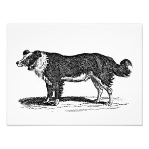 ヴィンテージの19世紀のボーダーコリー犬のイラストレーション フォトプリント