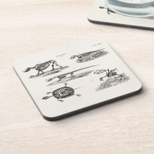 ヴィンテージの19世紀の動物の骨組アンティークの解剖学 コースター (左側)