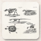 ヴィンテージの19世紀の動物の骨組アンティークの解剖学 コースター (正面)
