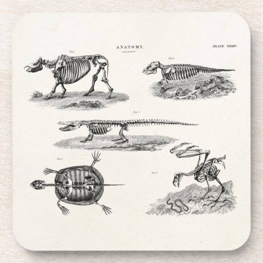 ヴィンテージの19世紀の動物の骨組アンティークの解剖学 コースター (正面)