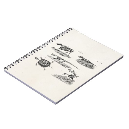ヴィンテージの19世紀の動物の骨組アンティークの解剖学 ノートブック (左側)