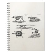 ヴィンテージの19世紀の動物の骨組アンティークの解剖学 ノートブック (正面)