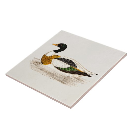 ヴィンテージの19世紀の古いドレークのアヒルのイラストレーション-アヒル タイル (側面)